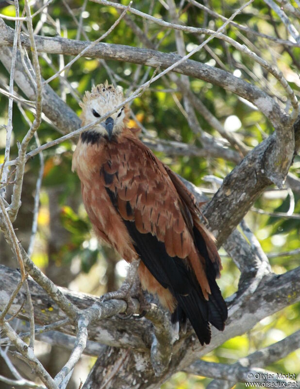 Black-collared Hawk