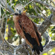 Black-collared Hawk