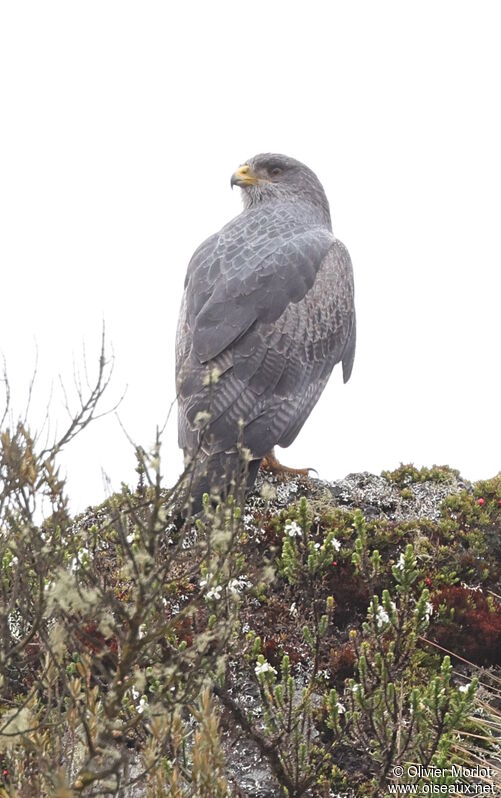 Black-chested Buzzard-Eagle