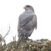 Black-chested Buzzard-Eagle