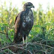 Black-chested Buzzard-Eagle