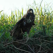 Black-chested Buzzard-Eagle