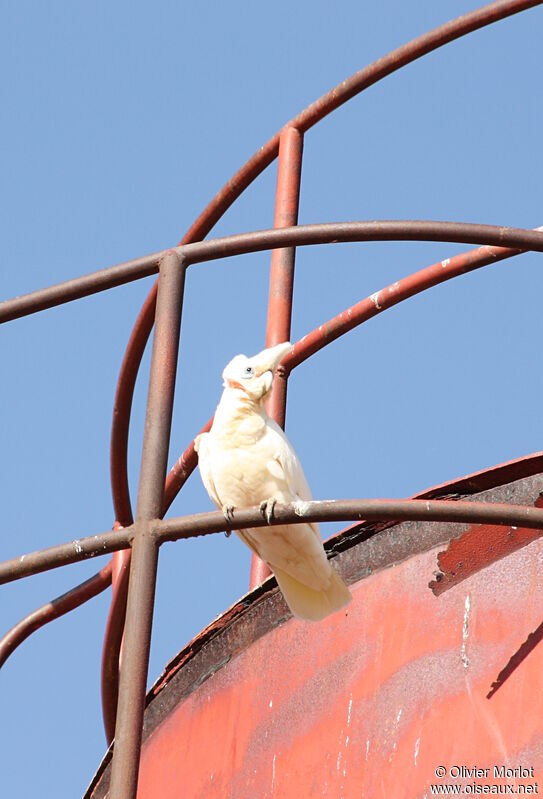 Cacatoès corella