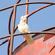 Cacatoès corella