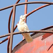 Little Corella