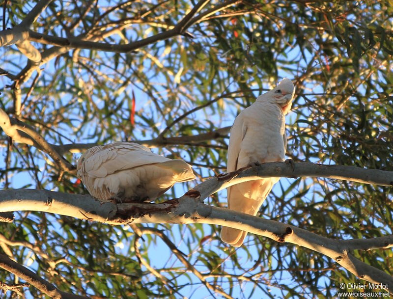 Little Corella