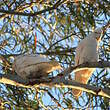 Cacatoès corella