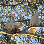 Little Corella