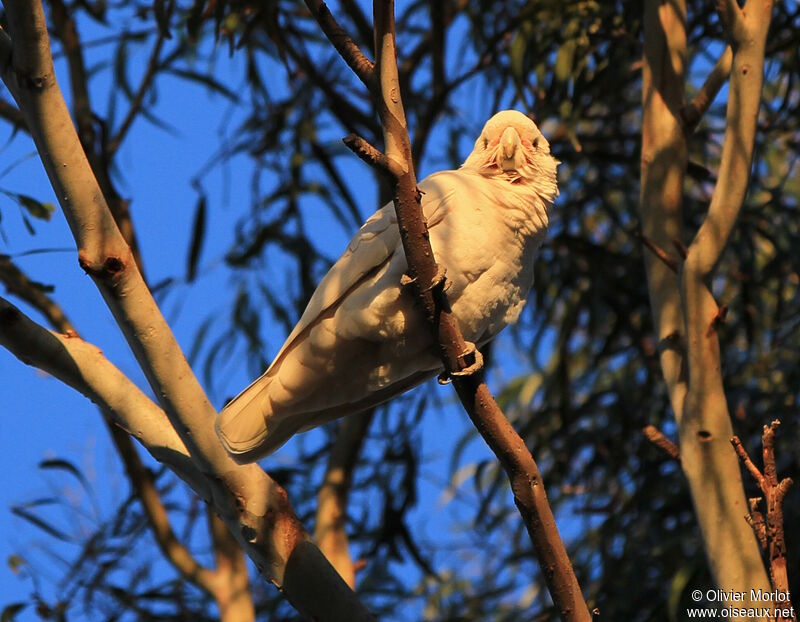 Little Corella