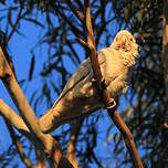 Cacatoès corella