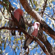 Galah