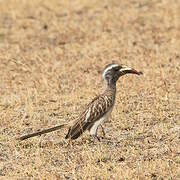 African Grey Hornbill