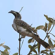 African Grey Hornbill