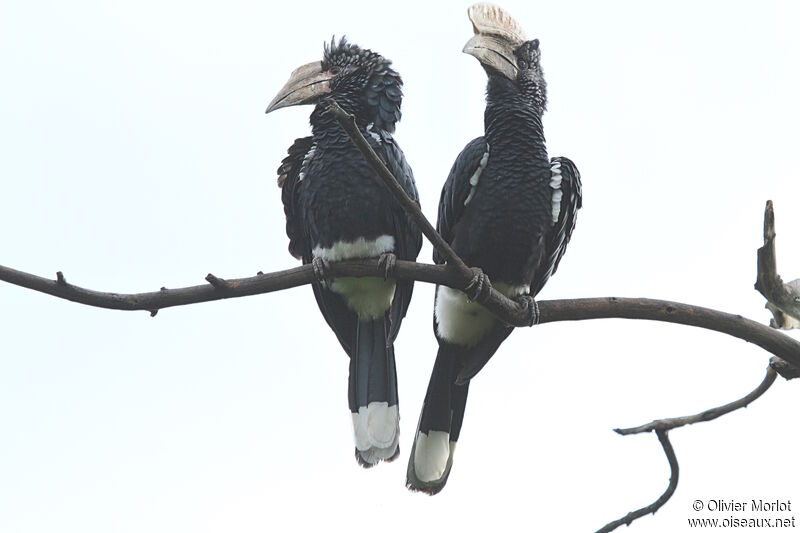 Silvery-cheeked Hornbill