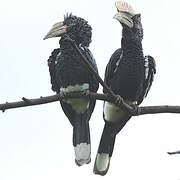 Silvery-cheeked Hornbill