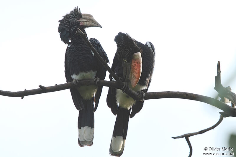 Silvery-cheeked Hornbill