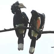 Silvery-cheeked Hornbill