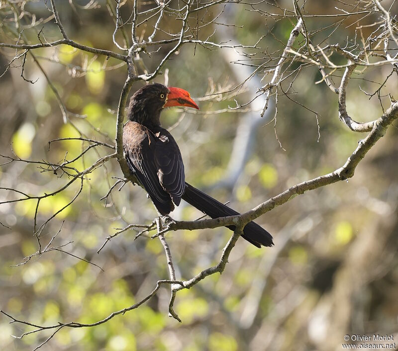 Crowned Hornbill