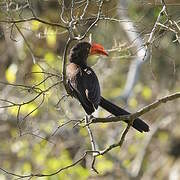 Crowned Hornbill