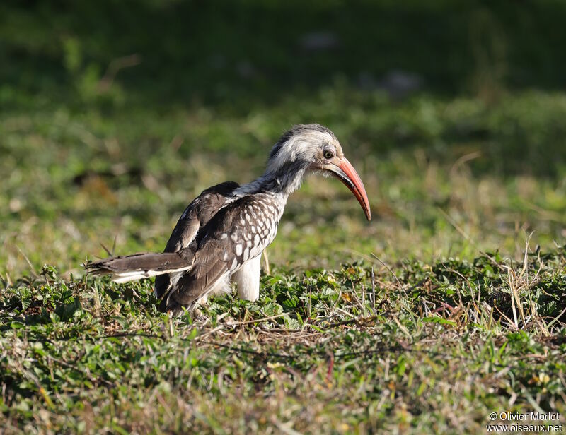 Southern Red-billed Hornbill