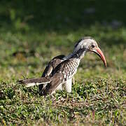 Southern Red-billed Hornbill