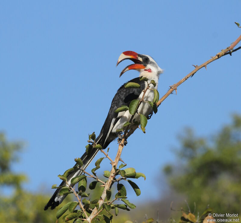 Von der Decken's Hornbill