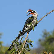 Von der Decken's Hornbill