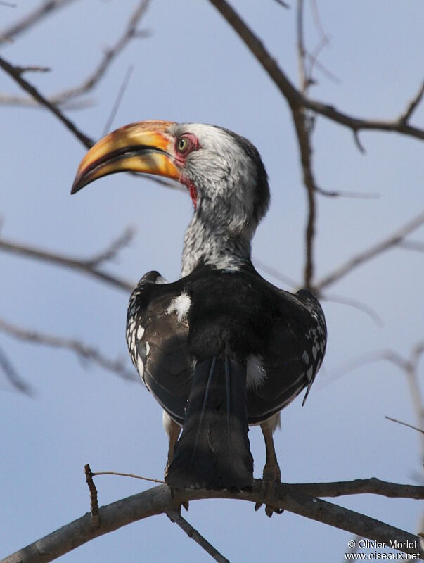 Southern Yellow-billed Hornbill