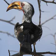 Southern Yellow-billed Hornbill