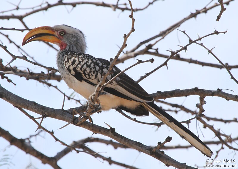 Southern Yellow-billed Hornbill