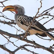 Southern Yellow-billed Hornbill