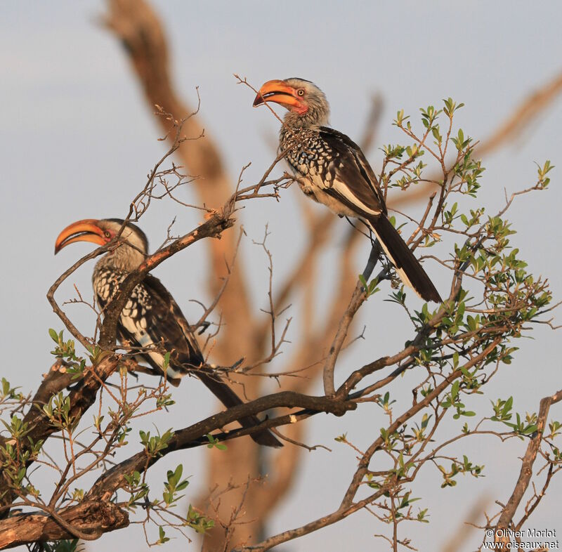 Southern Yellow-billed Hornbill