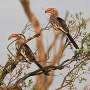 Southern Yellow-billed Hornbill