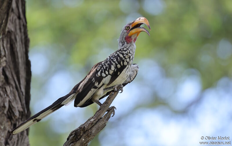 Calao leucomèle