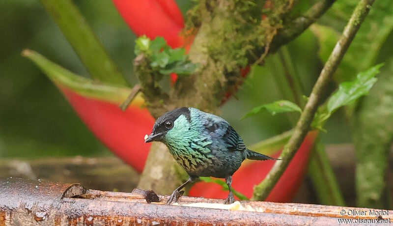 Black-capped Tanager male