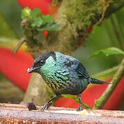 Black-capped Tanager