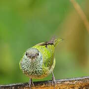 Black-capped Tanager