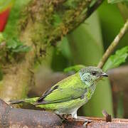 Black-capped Tanager