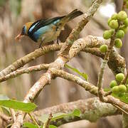 Golden-hooded Tanager