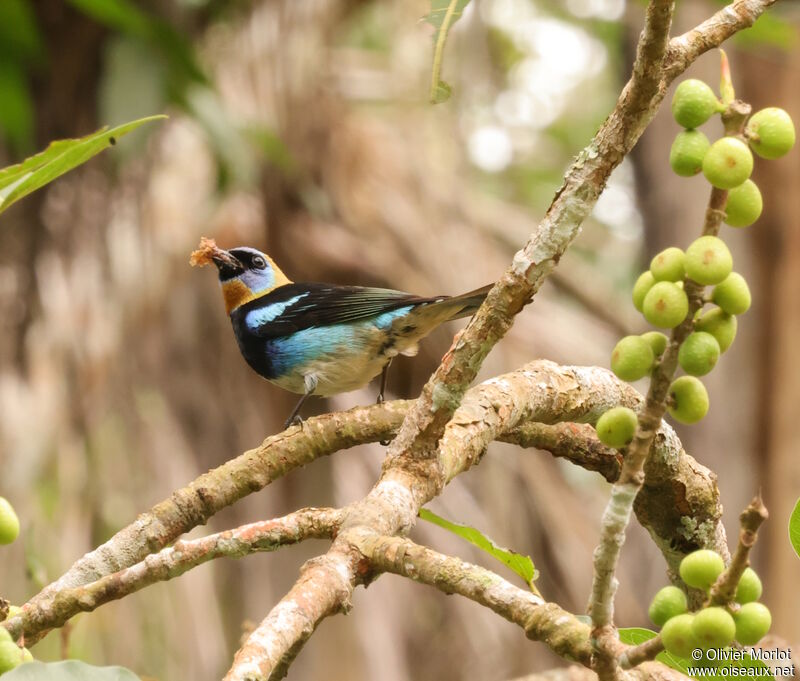 Golden-hooded Tanager