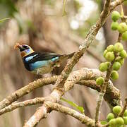 Golden-hooded Tanager