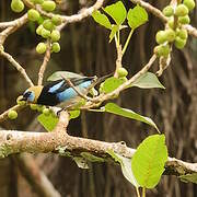 Golden-hooded Tanager