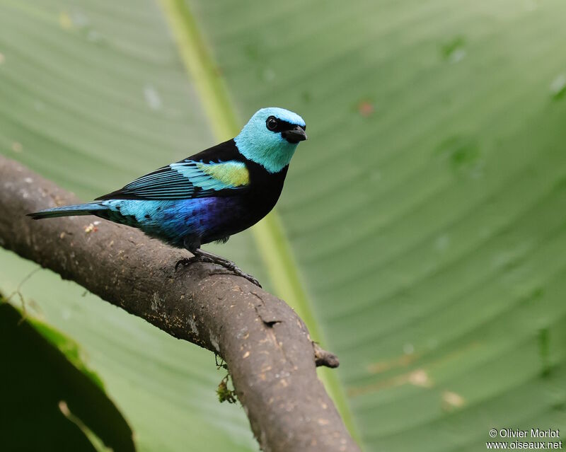 Blue-necked Tanager