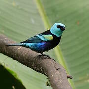 Blue-necked Tanager