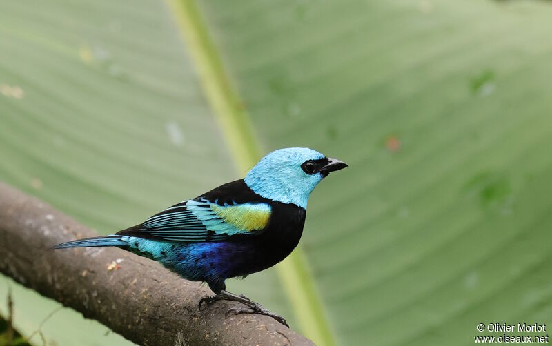 Blue-necked Tanager