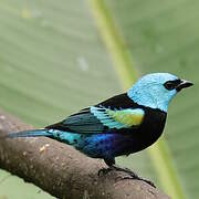 Blue-necked Tanager