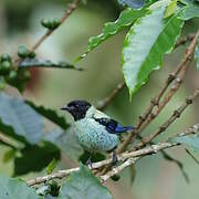 Black-headed Tanager