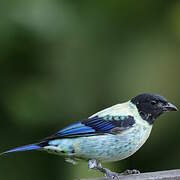 Black-headed Tanager