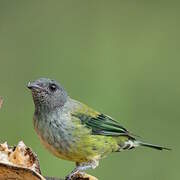 Black-headed Tanager