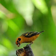 Golden Tanager